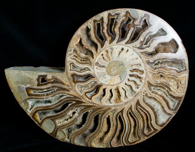 Huge Inch Choffaticeras Ammonite - Rare! #4127